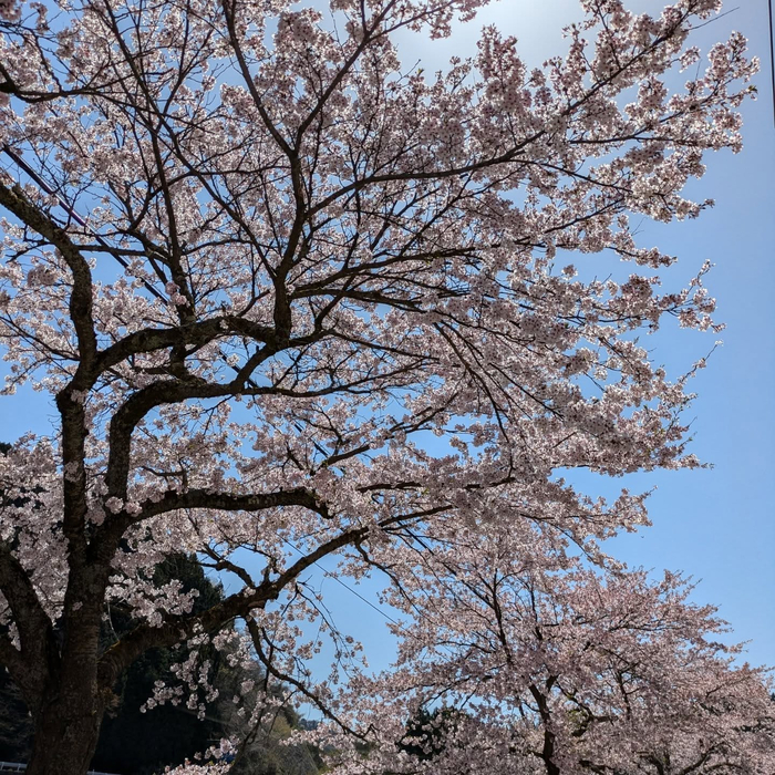 画像394